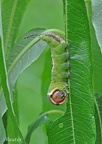 Großer Gabelschwanz (Cerura vinula)